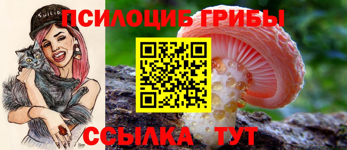 Галлюциногенные грибы Psilocybine cubensis Дмитров